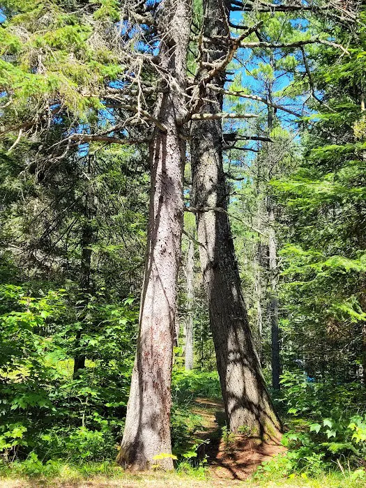 Big Knob State Forest Campground 6