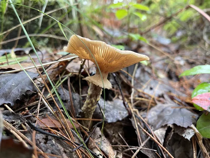 Big Knob State Forest Campground 7