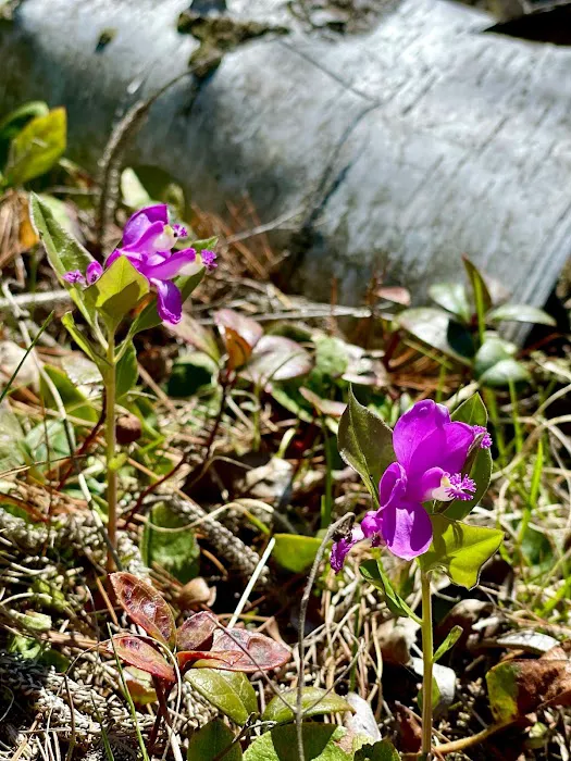 Big Island Lake Wilderness 8