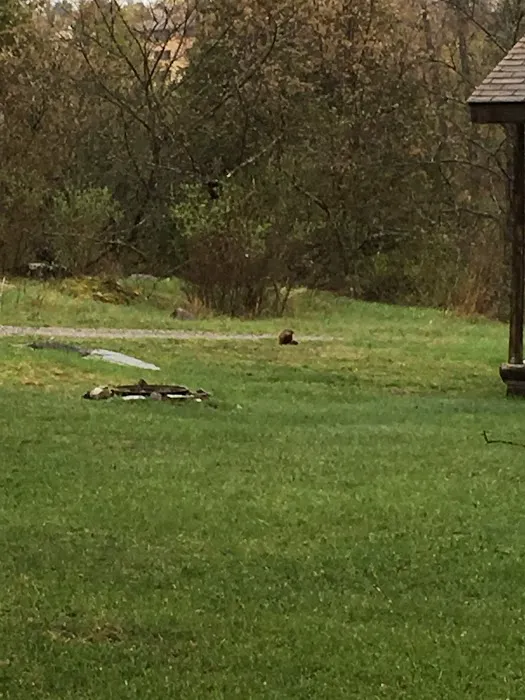 Paint River Hills Campground and Cabins 7