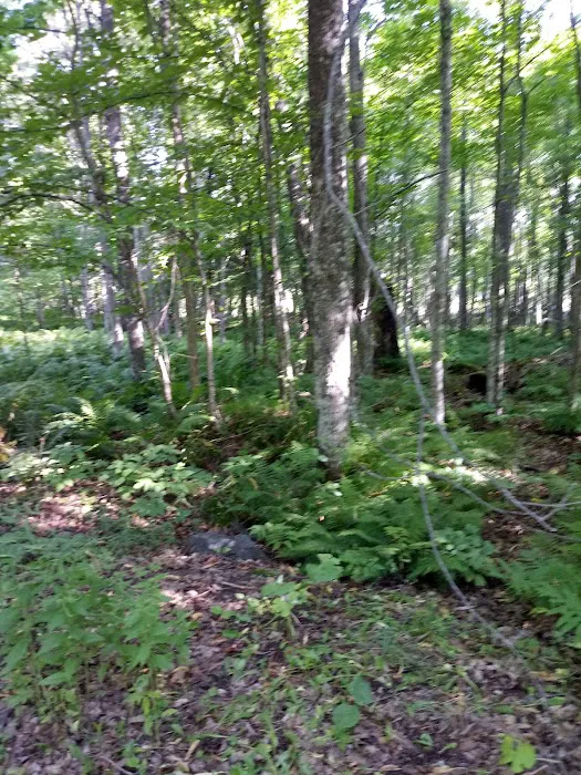 Perch Lake Campground 5
