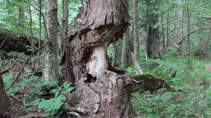 Lost Lake Campground 8