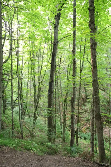 Lower Falls Portage Campground 6