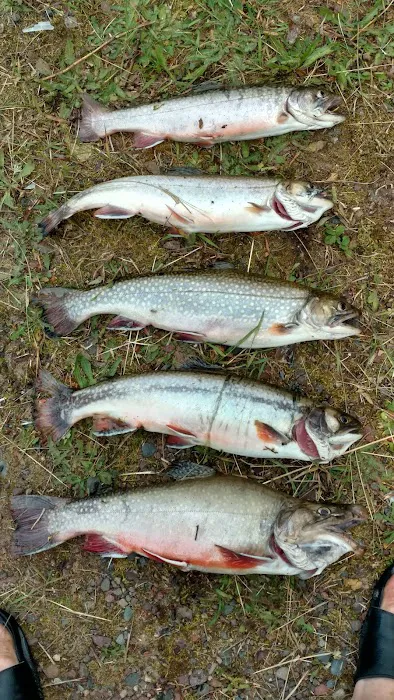 Courtney Lake Campground 8