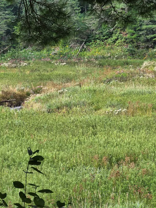 Lower Dam Lake Campground 7