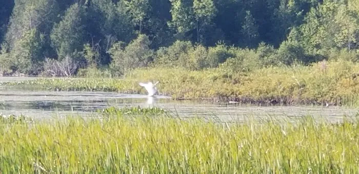 Lake Gogebic County Park 6