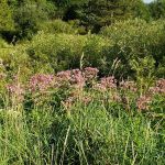 TTCM Bellevue Campground