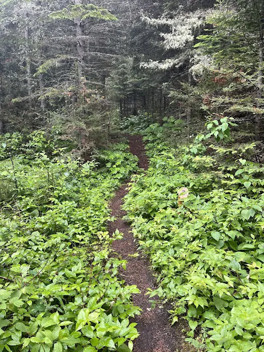 Todd Harbor Campground 6