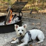 Holly Point Loop 3 Campgrounds