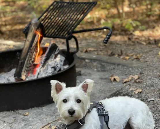 Holly Point Loop 3 Campgrounds
