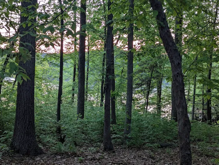 Two Oaks 2