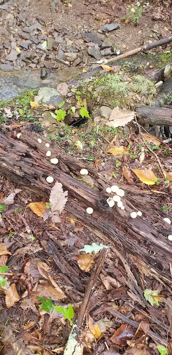 Caldwell Fields Campground 6