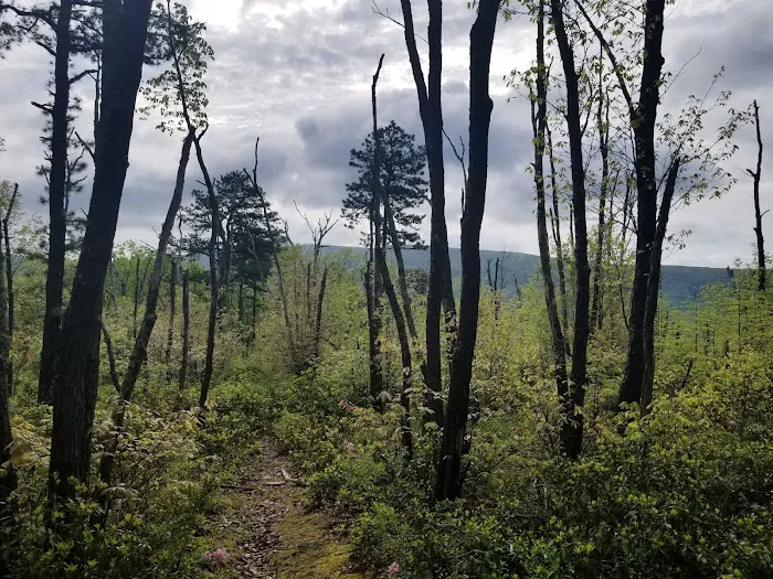 The Pines Campground 0
