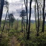 The Pines Campground