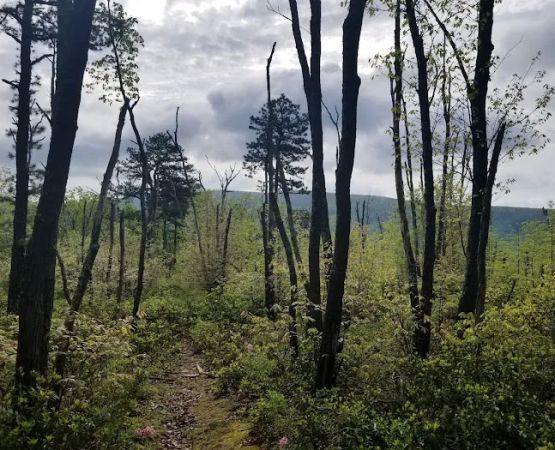 The Pines Campground