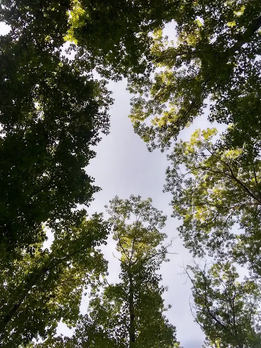 The Pines Campground 5