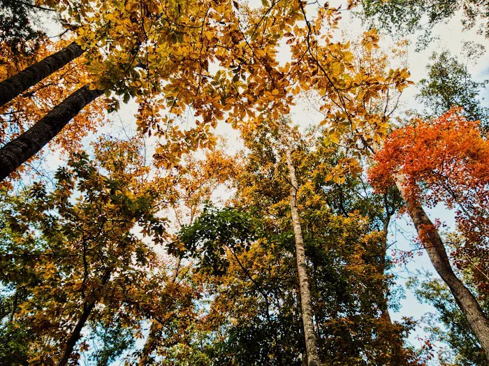 The Pines Campground 6