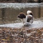 Craig Creek Recreation Area