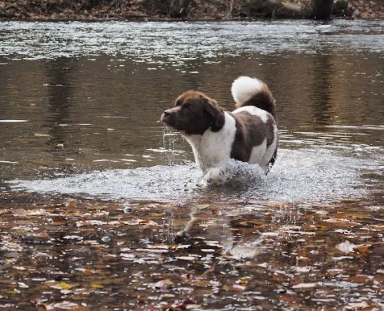 Craig Creek Recreation Area