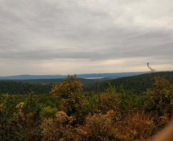 US Forestry Department