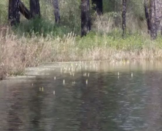 Hoffman Wildlife Turnoff