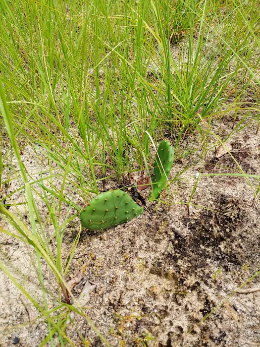 Sandhills campground b 5