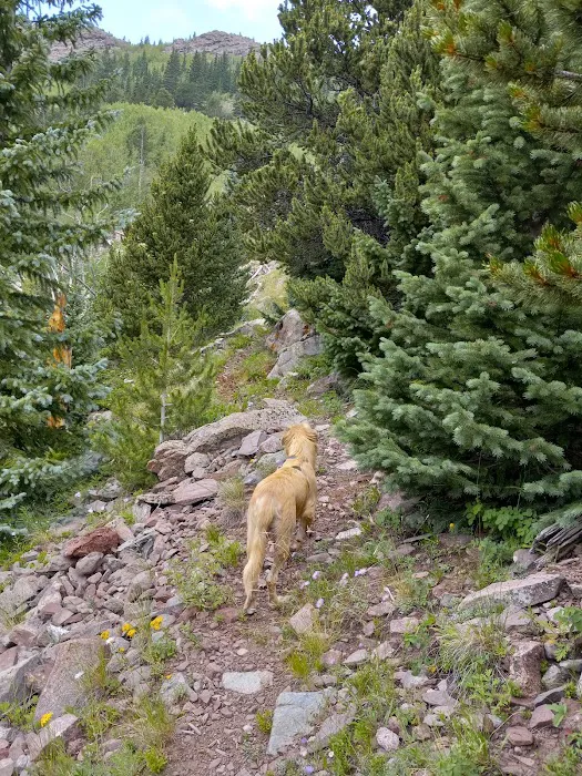 North Crestone Creek Campground 8