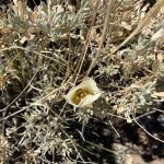 Poison Springs Trail Staging Area Campground