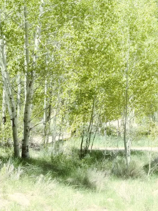 Fish Creek Campground 4
