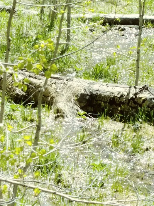 Fish Creek Campground 9