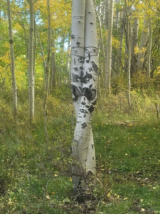 Hay Press Campground 2