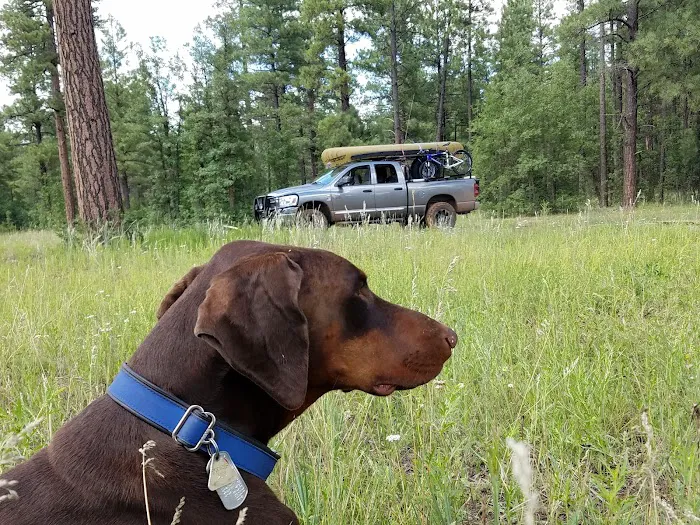 Dogtown Lake Campground And Group 7