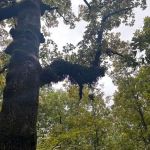 Barefoot Gardens Homestead, Camp and Learning Center