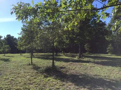 Eclipse-it-here campground 4
