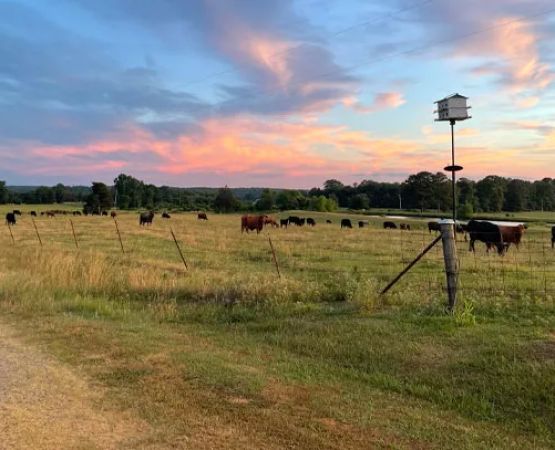 Reynolds Ranch Eclipse Camping
