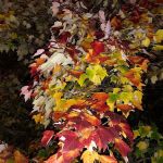 US Forest Service Boston Mountain Ranger Station