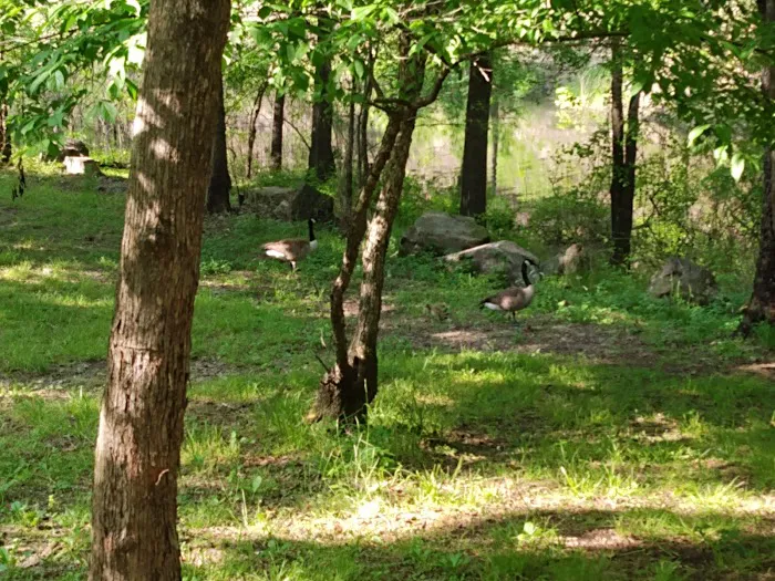Denby Point Campground 9