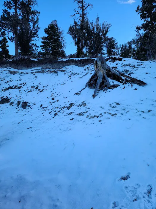 Mahogany Grove Group Campground 6
