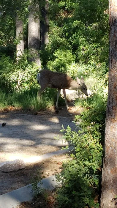 Fletcher View Campground 8