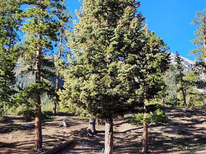 McWilliams Campground 5