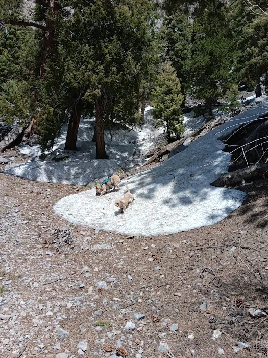 Mack's Canyon open campground 2