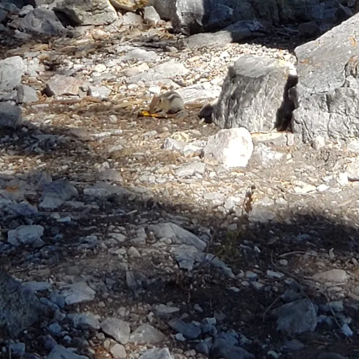 Mack's Canyon open campground 8