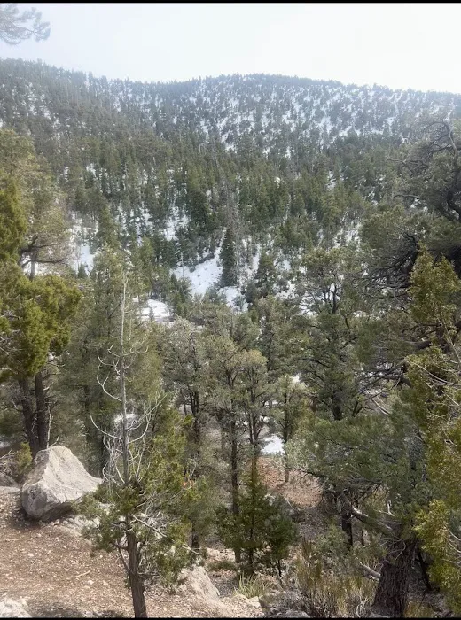 Wheeler Pass Campground 5