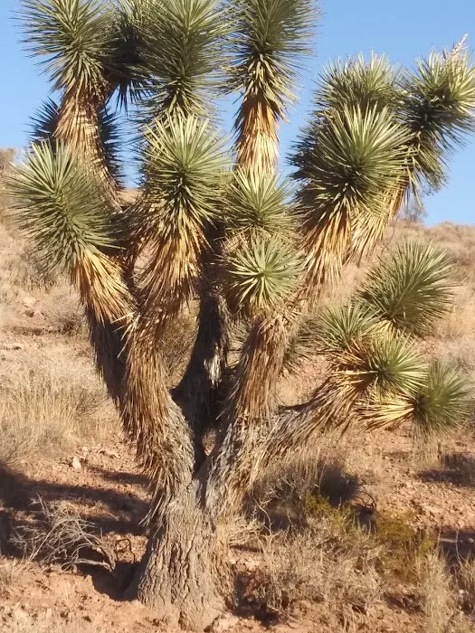 Red Rock Campground 8