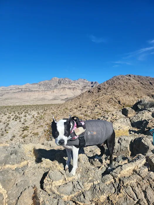 Gass Peak Road Camping Area 6