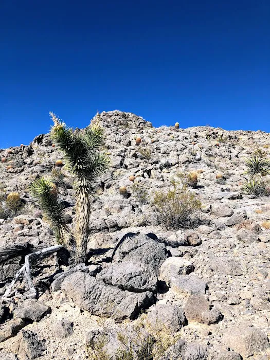 Gass Peak Road Camping Area 9