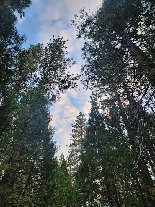 Long Meadow Group Campground 5