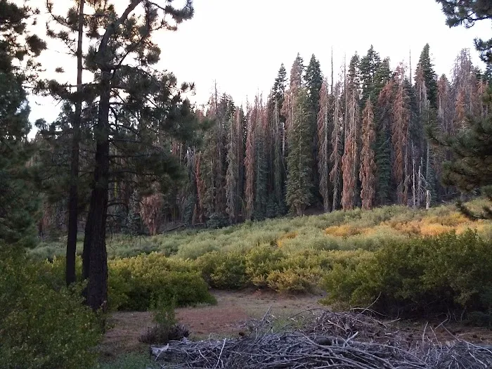 Frog Meadow Campground 1