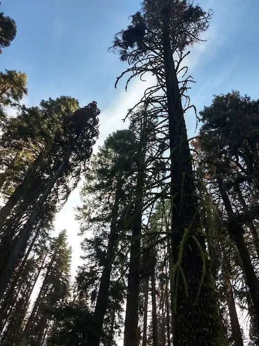 Frog Meadow Campground 7