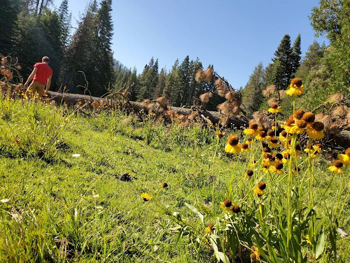 Redwood Meadow Campground 8
